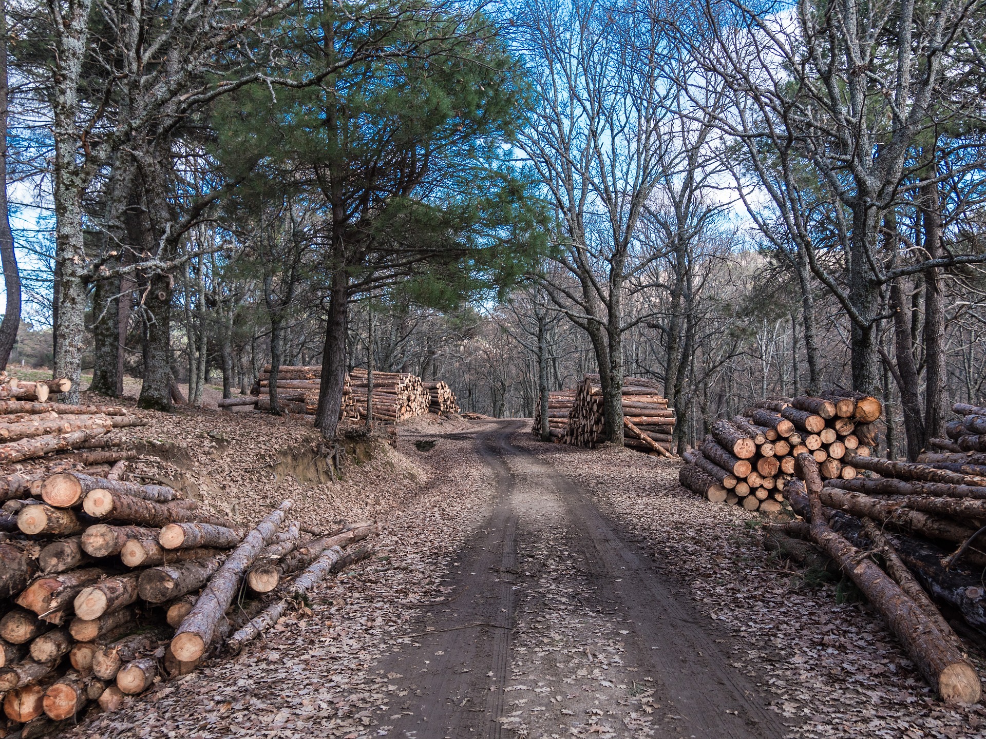 tree clearing